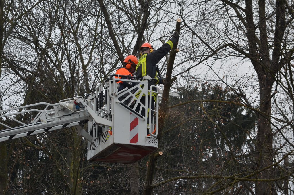 Einsatz BF Baum Koeln Vingst Vingster Ring P41.JPG - Miklos Laubert